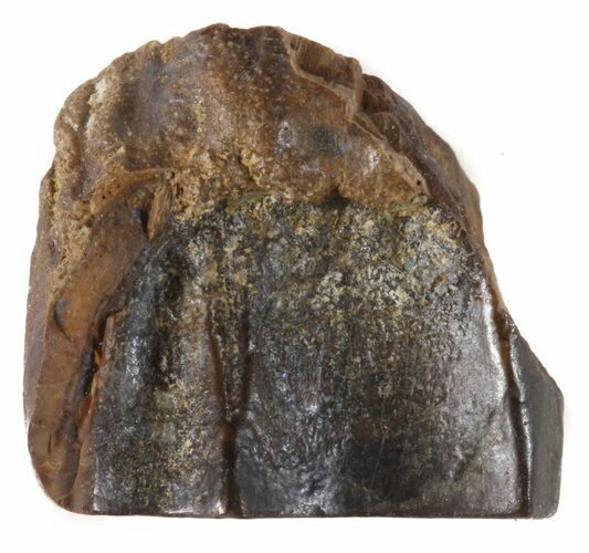 Triceratops Shed Tooth - Montana #41247